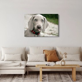 Tablou - cățeluș weimaraner (90x60 cm)