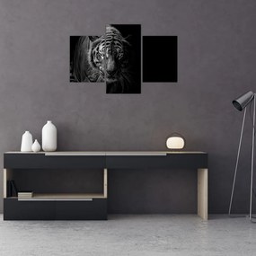 Tablou - Tigru sălbatic (90x60 cm)