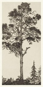 Reproducere The Little Pitch Pine, Ernest Haskel