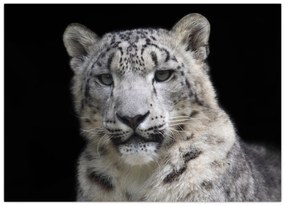 Tablou - Snow Leopard (70x50 cm)