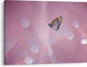 Tablou - Fluture (70x50 cm)