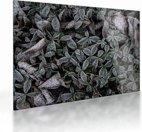 Tablou pe sticlă - Plante înghețate (70x50 cm)