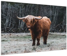 Tablou - Vacă scoțiană 2 (90x60 cm)