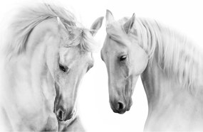 Tabou - Cai albi (90x60 cm)