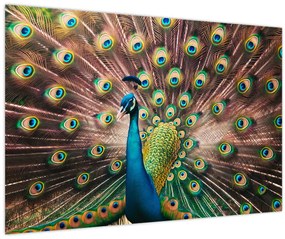 Tablou - Păun (90x60 cm)