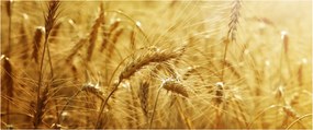 Tablou - Spice de cereale (120x50 cm)