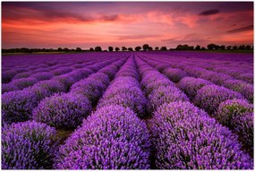 Tablou - Câmp de lavandă (90x60 cm)