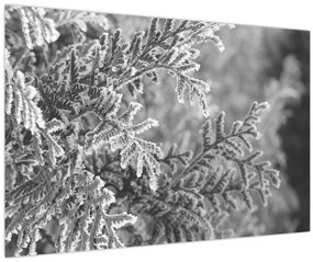 Tablou - Pădure de molid (90x60 cm)