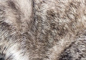 Fototapet - Păr de pisică (254x184 cm), în 8 de alte dimensiuni noi