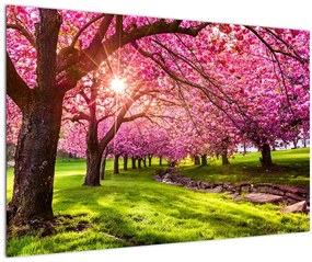 Tablou - Cireși înfloriți, Hurd Park, Dover, New Jersey (90x60 cm)