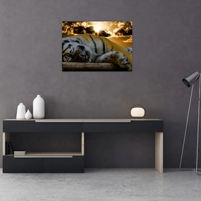 Tablou pe sticlă tigrul dormind (70x50 cm)