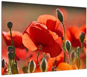 Tablou cu flori de maci (70x50 cm)