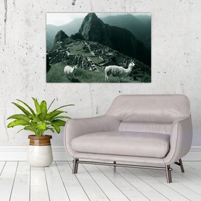 Tablou - Lamas la Machu Picchu în Peru (90x60 cm)