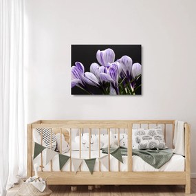 Tablou pe sticlă - Crocus violet (70x50 cm)