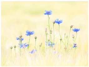 Fototapet - Cornflowers