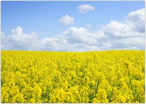 Tablou - Câmp galben (70x50 cm)