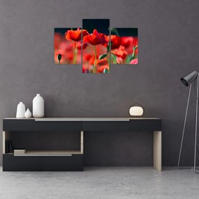 Tablou - flori de maci (90x60 cm)