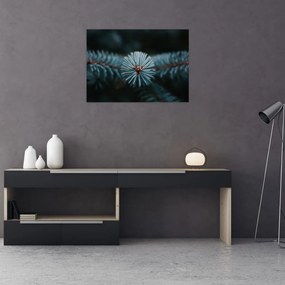 Tablou pe sticlă -Crenguțe ale unui conifer (70x50 cm)