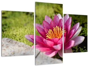 Tablou - Lotus (90x60 cm)