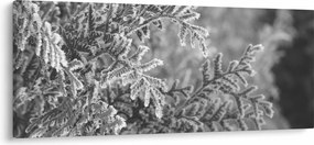Tablou - Pădure de molid (120x50 cm)