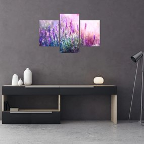 Tablou - Lavandă în strălucirea soarelui (90x60 cm)