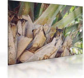 Tablou pe sticlă cu veverița în copaci (70x50 cm)
