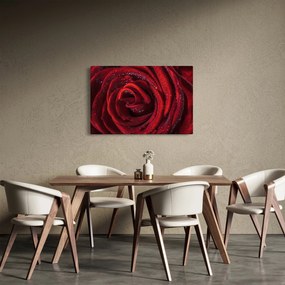 Tablou - Trandafir roșu cu picături de rouă (90x60 cm)