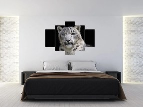 Tablou - Snow Leopard (150x105 cm)