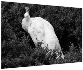 Tablou - Păun,alb-negru (90x60 cm)