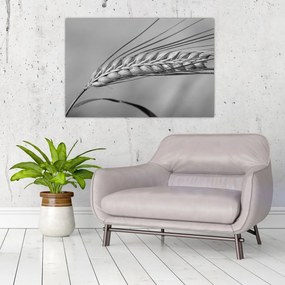 Tablou - Grâu,alb-negru (90x60 cm)