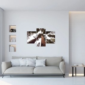 Tablou - Privire prin vârfurile copacilor (90x60 cm)