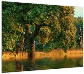 Tablou cu girafe în natură (70x50 cm), în 40 de alte dimensiuni noi