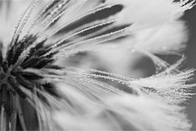 Tablou - Macro,alb-negru (90x60 cm)