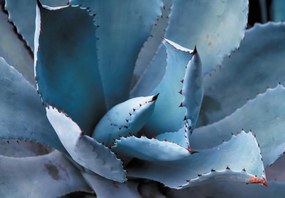 Fototapet - Agave (147x102 cm)