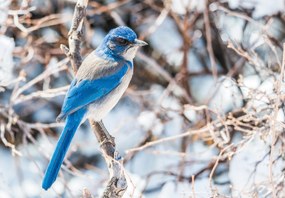 Fototapet - Western jay (147x102 cm)