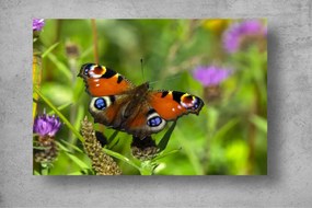 Tapet Premium Canvas - Fluturele multicolor