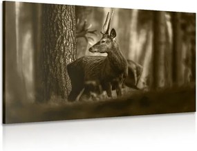 Tablou cerbul în pădure de pini în sepia
