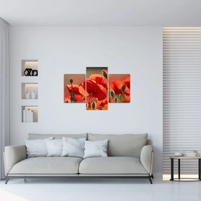 Tablou cu flori de maci (90x60 cm)