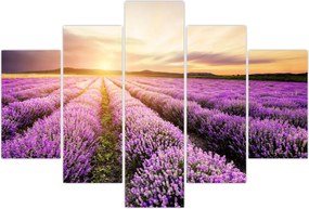 Tablou - Răsărit de soare în câmp de lavandă (150x105 cm)