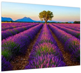 Tablou - Câmp de lavandă (70x50 cm)