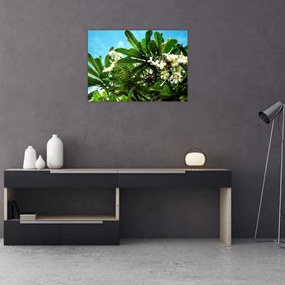 Tablou pe sticlă - Plumeria (70x50 cm)