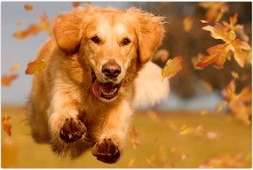 Tablou - Golden Retriever (90x60 cm)