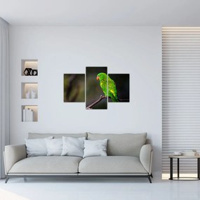 Tablou cu papagal pe greangă (90x60 cm)