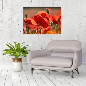 Tablou pe sticlă cu flori de maci (70x50 cm)