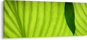 Tablou - Detaliu de frunză verde (120x50 cm)