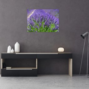 Tablou pe sticlă - lavanda (70x50 cm)