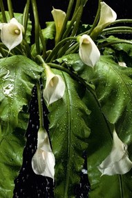 Aranjament floral MAXI ZEUS, 120cm 1141102.95