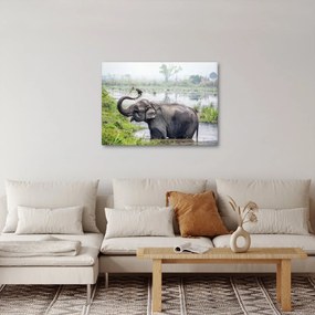 Tablou - Elefant de scăldat (70x50 cm)