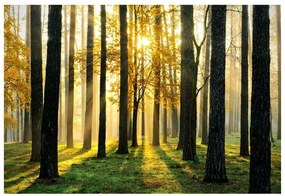 Fototapet Pădure în dimineața