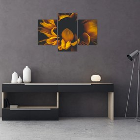 Tablou - Floarea-soarelui în fundal negru (90x60 cm)